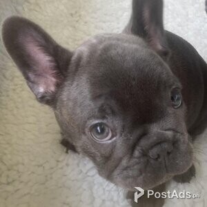 1 GIRL LEFT! Isabella Purebred French Bulldog | PostAds PH