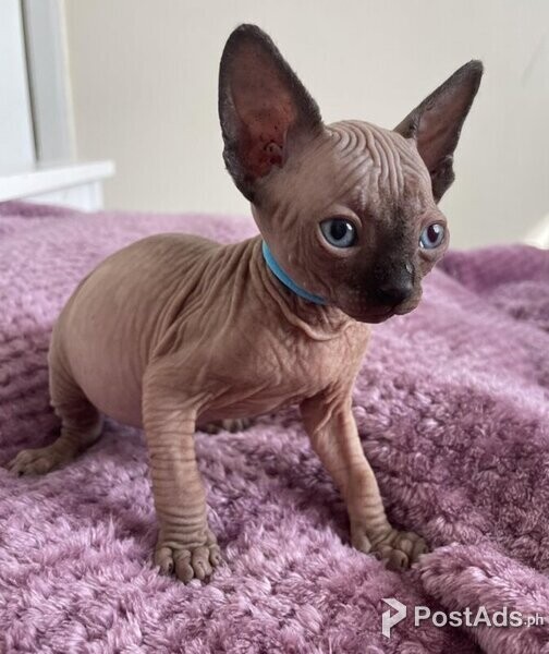 Sphynx Kittens available.