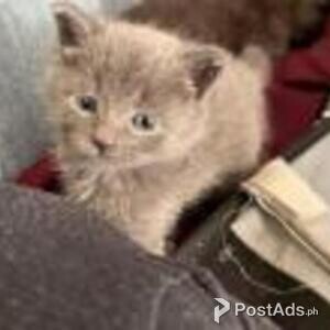american longhair kittens | PostAds PH