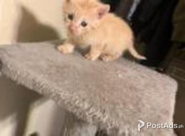 american short hair kittens