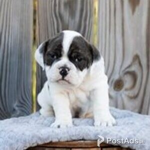 beable puppies | PostAds PH