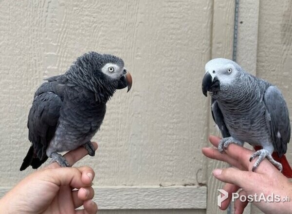 Playful African Gray Parrots