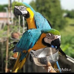 Scarlet blue and gold macaw | PostAds PH
