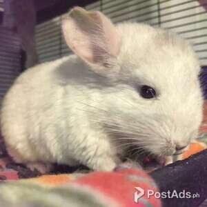 Baby Chinchillas looking for forever home | PostAds PH