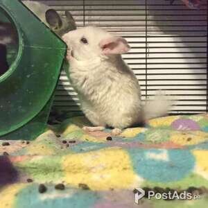 Young Chinchillas looking for forever home | PostAds PH