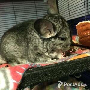 Adorable Chinchillas looking for forever home | PostAds PH