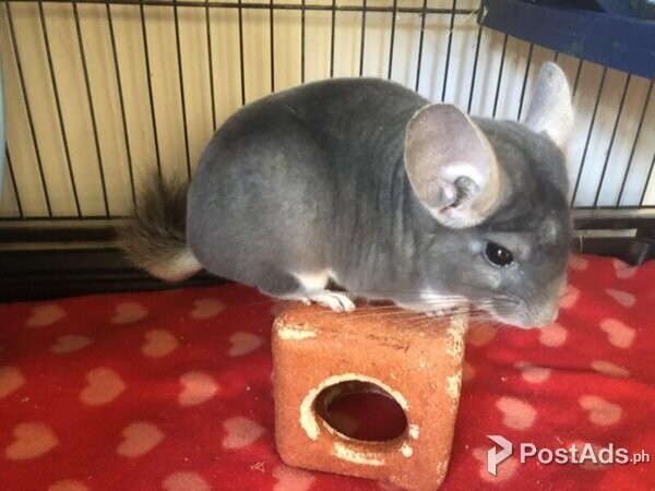 Baby Chinchillas looking forever home