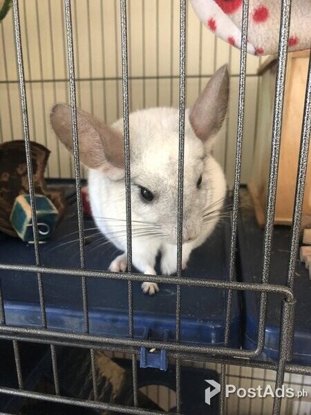 Vet checked Chinchillas looking for forever home