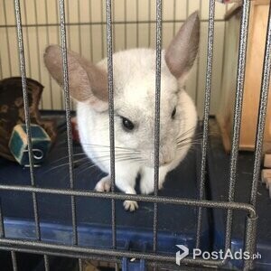 Vet checked Chinchillas looking for forever home | PostAds PH