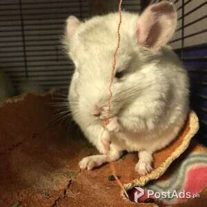 House Trained Chinchillas looking for forever home | PostAds PH