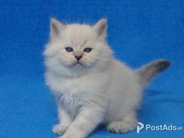 siberian kittens
