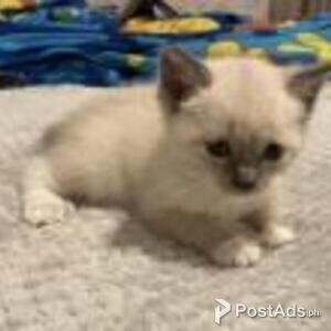 siamese kittens | PostAds PH