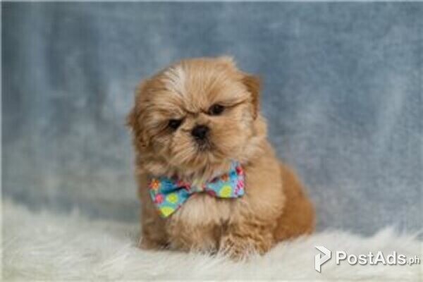 shih tzu puppies