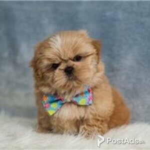 shih tzu puppies | PostAds PH
