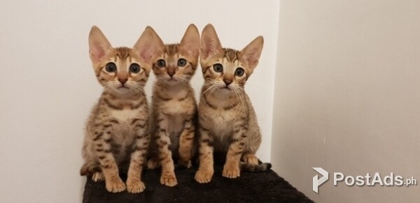 savanna kittens