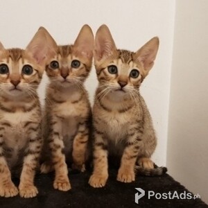 savanna kittens | PostAds PH