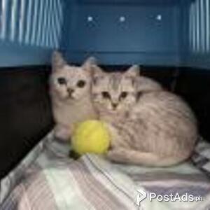 russian blue kitten | PostAds PH