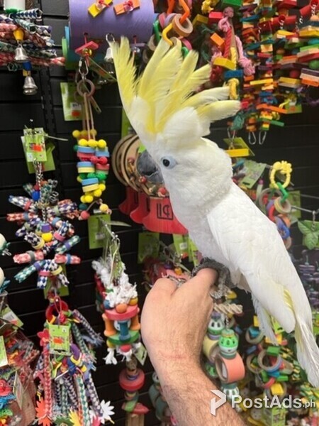 DNA Umbrella Cockatoo Parrots