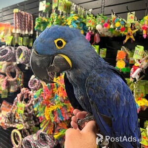 Blue Hyacinth Macaws Parrots | PostAds PH