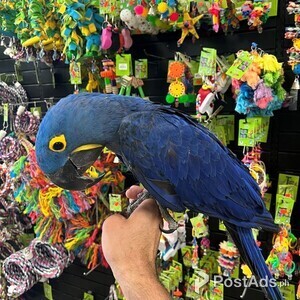DNA Blue Hyacinth Macaws Parrots | PostAds PH