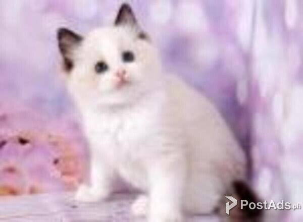 ragdoll kittens 