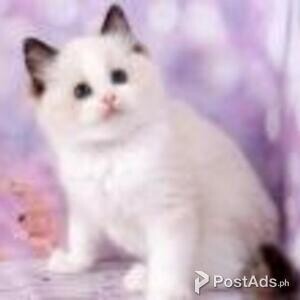 ragdoll kittens | PostAds PH