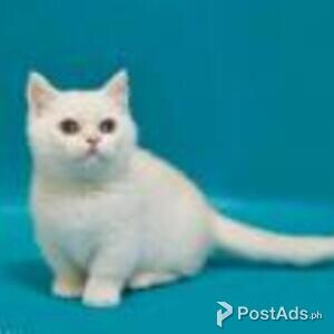 munchkin kitten | PostAds PH