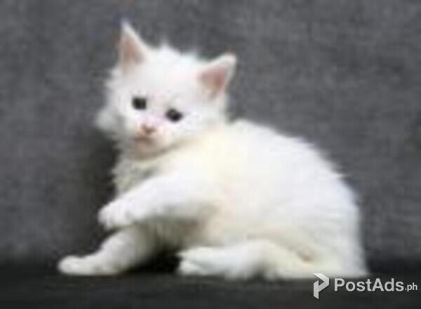 maine coon kittens