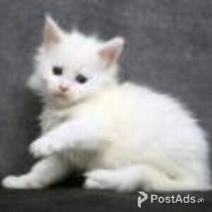 maine coon kittens | PostAds PH