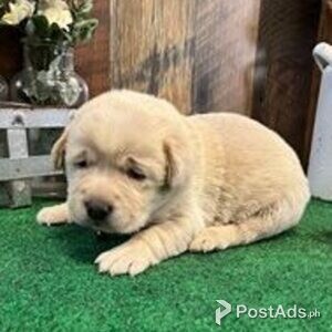 labrador puppies | PostAds PH