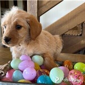 labradoodle puppies | PostAds PH