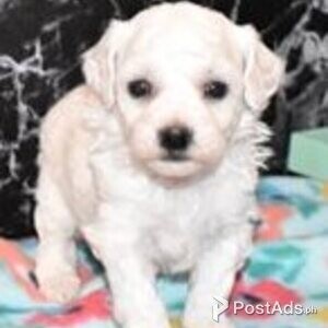 bichon frise | PostAds PH