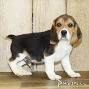 beagle puppies | PostAds PH