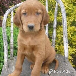 Golden Irish Setter Puppies with Papers | PostAds PH
