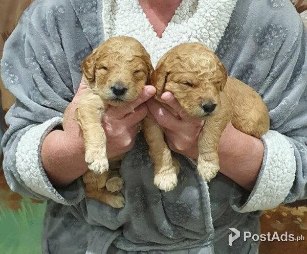Goldendoodle Puppies with Papers