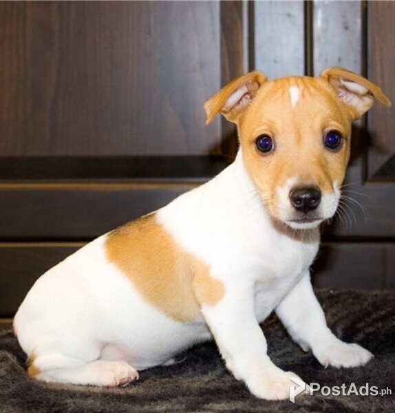 Jack Russel Terrier Puppies with Papers