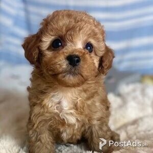 Maltipoo Puppies with Papers | PostAds PH