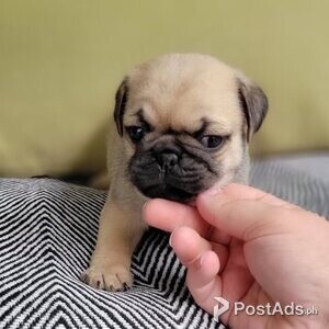 Pug puppies. | PostAds PH