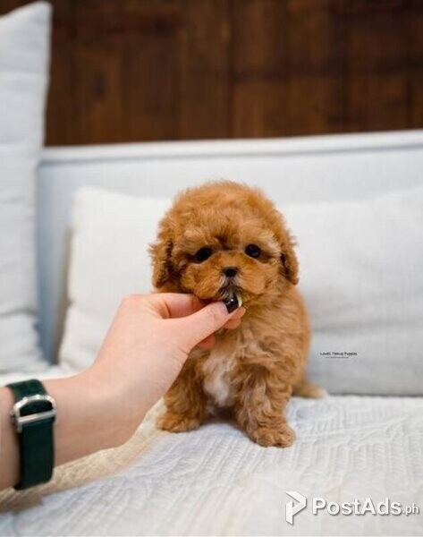 Toy Poodle Puppies .