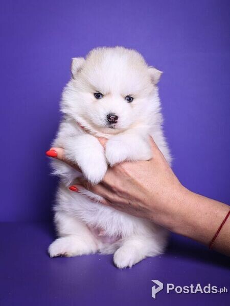 Beautiful Pomsky Puppies