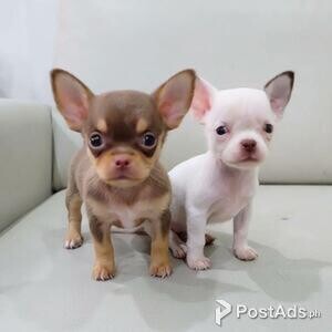 Chihuahua Girls and Boys | PostAds PH