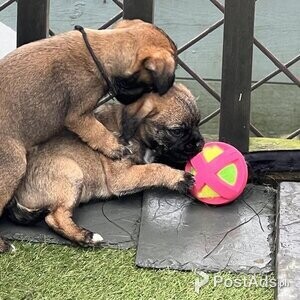 Border terrier puppies | PostAds PH