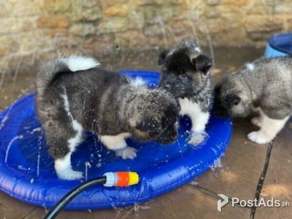  Akita Puppies with Papers