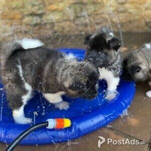 Akita Puppies with Papers | PostAds PH
