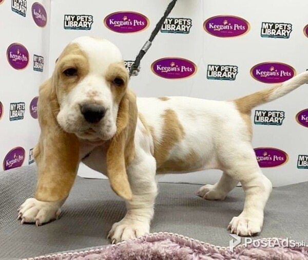 Basset Hound Puppies