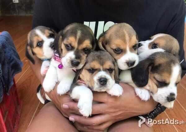 Beagle puppies