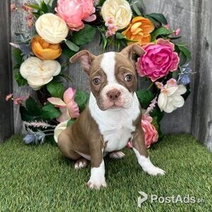 Boston terrier puppies | PostAds PH