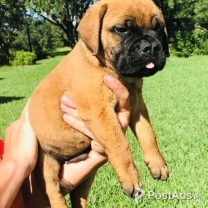 Fluffy ears bull mastiff pups | PostAds PH