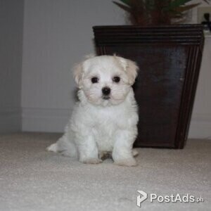 Well trained and registered maltese puppies for adoption | PostAds PH