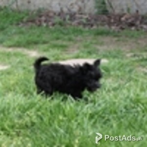 We have 4 gorgeous Papoo/ for sale. 2 girls and 2 boys. | PostAds PH